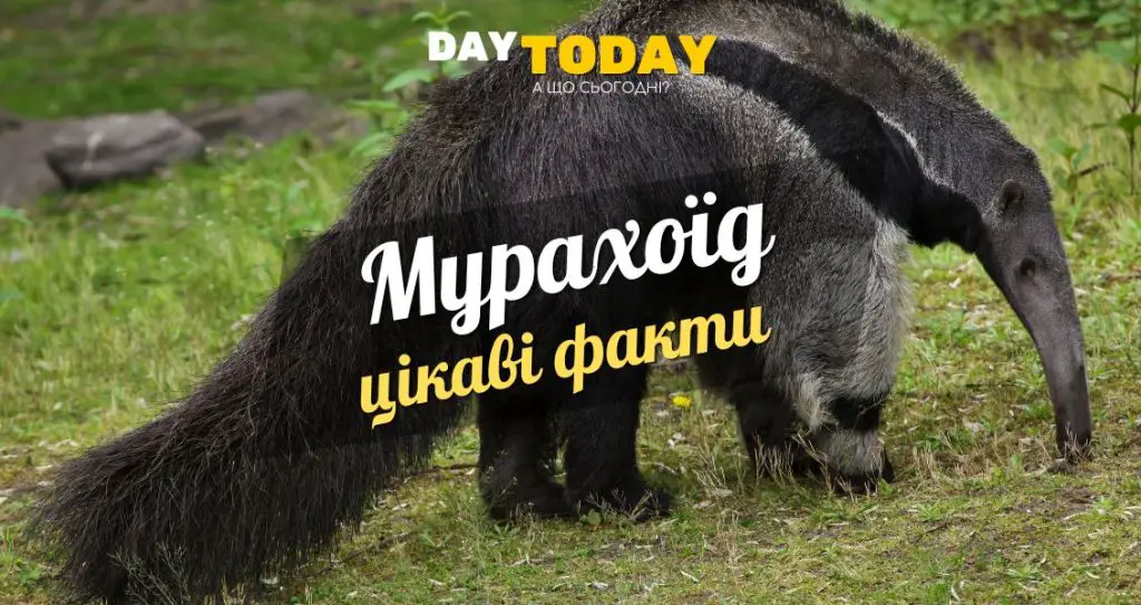 Цікаві факти про мурахоїдів