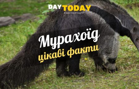 Цікаві факти про мурахоїдів