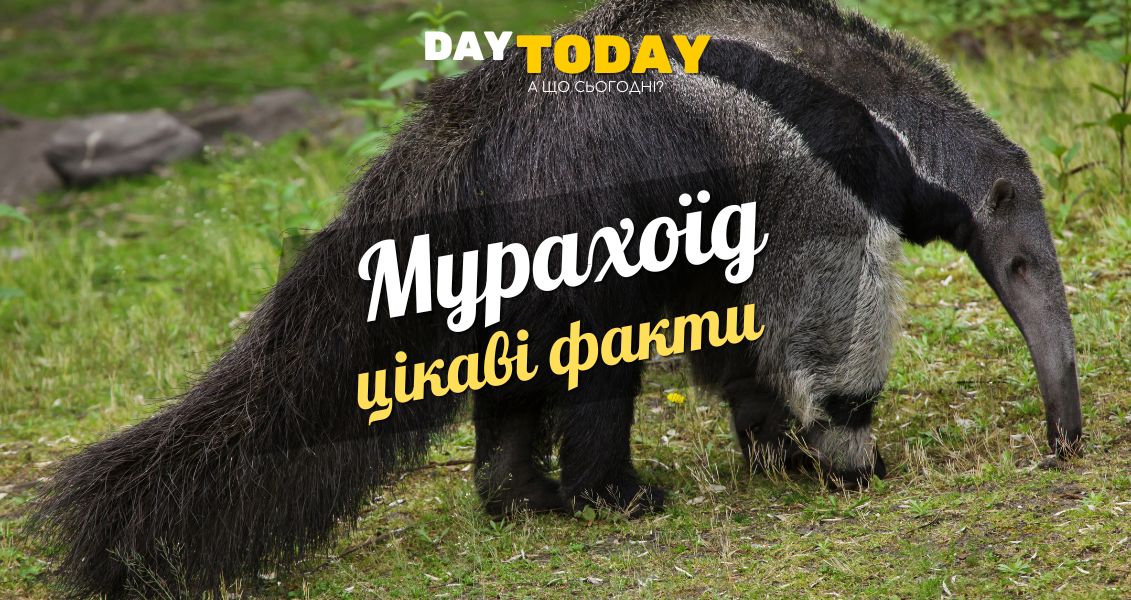 Цікаві факти про мурахоїдів