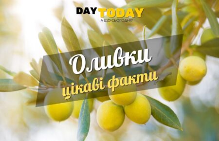 Цікаві факти про оливки