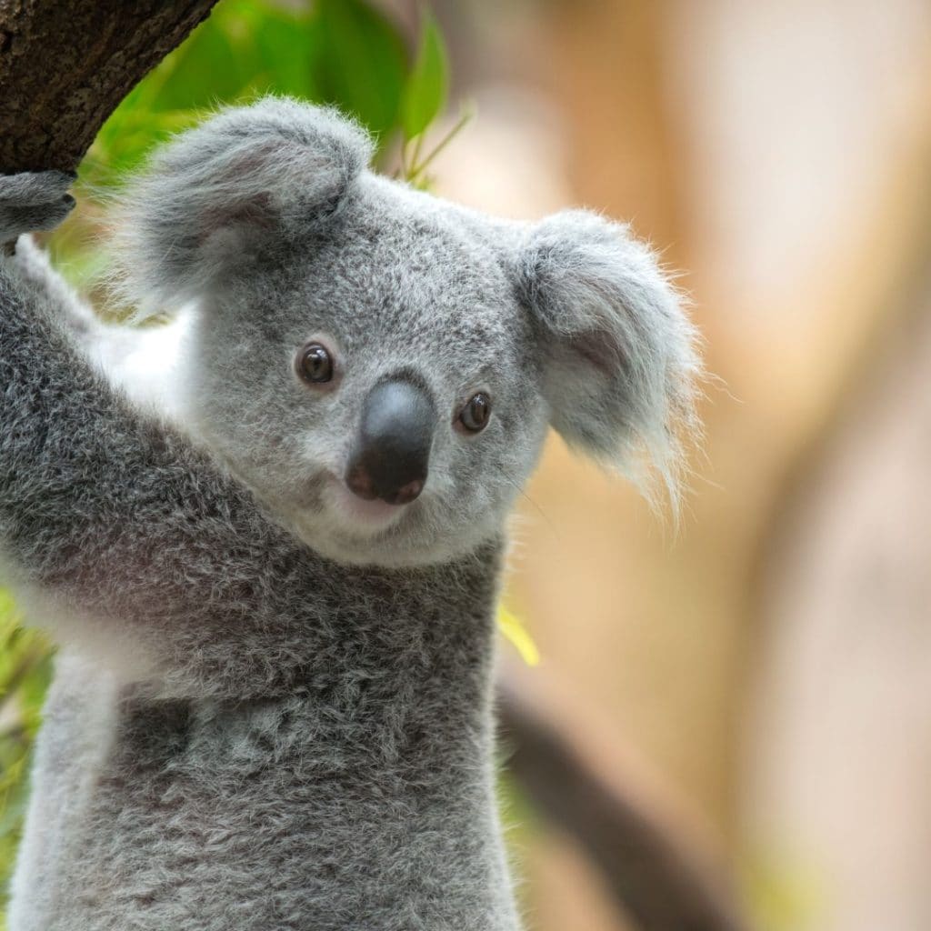 коала