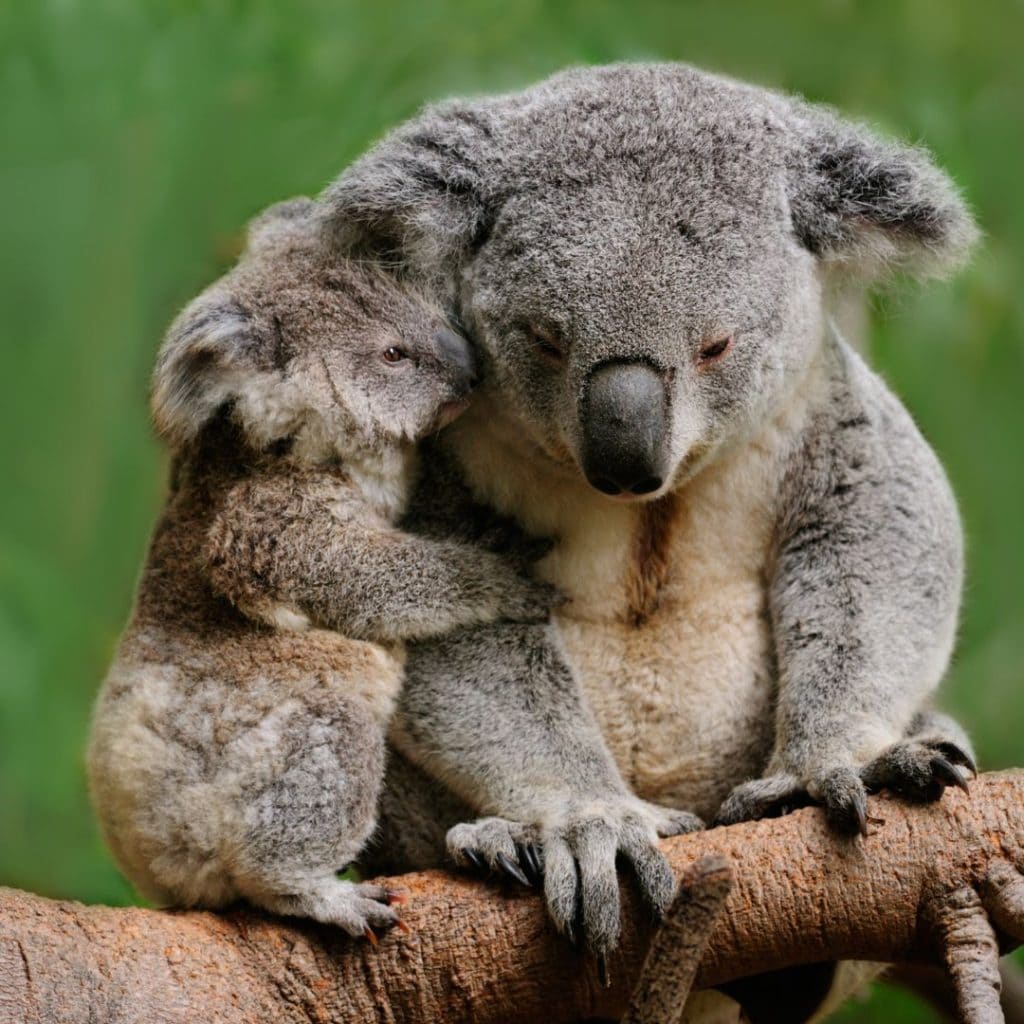 коала з дитинкою