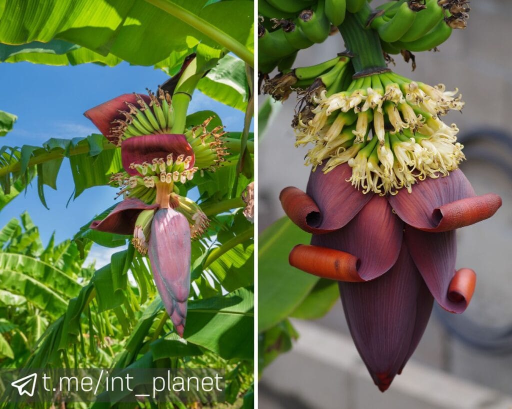 Квіти банана