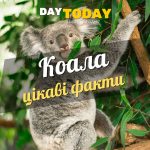 цікаві факти про коалу