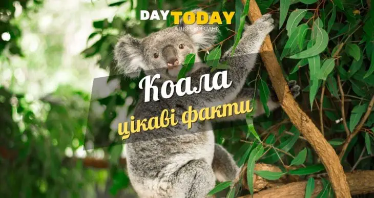 цікаві факти про коалу