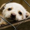 День "Зміни життя домашнього улюбленця"