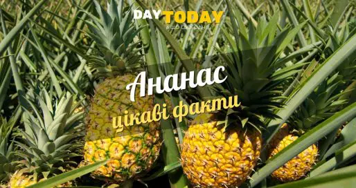 Цікаві факти про ананас