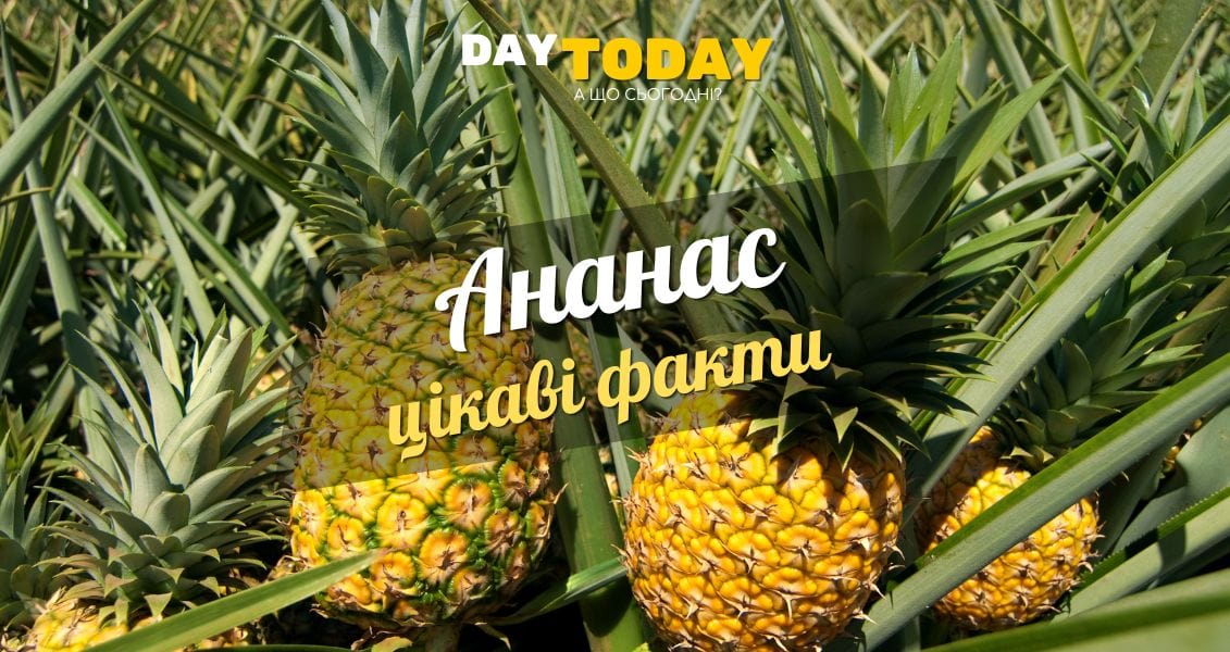 Цікаві факти про ананас