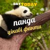 Цікаві факти про панду