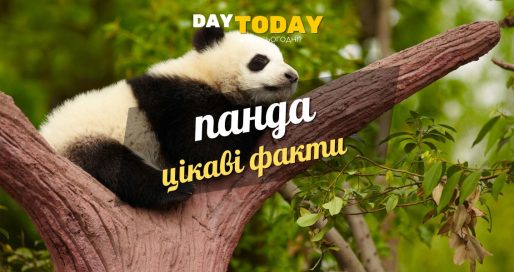 Цікаві факти про панду
