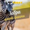 Цікаві факти про зебру