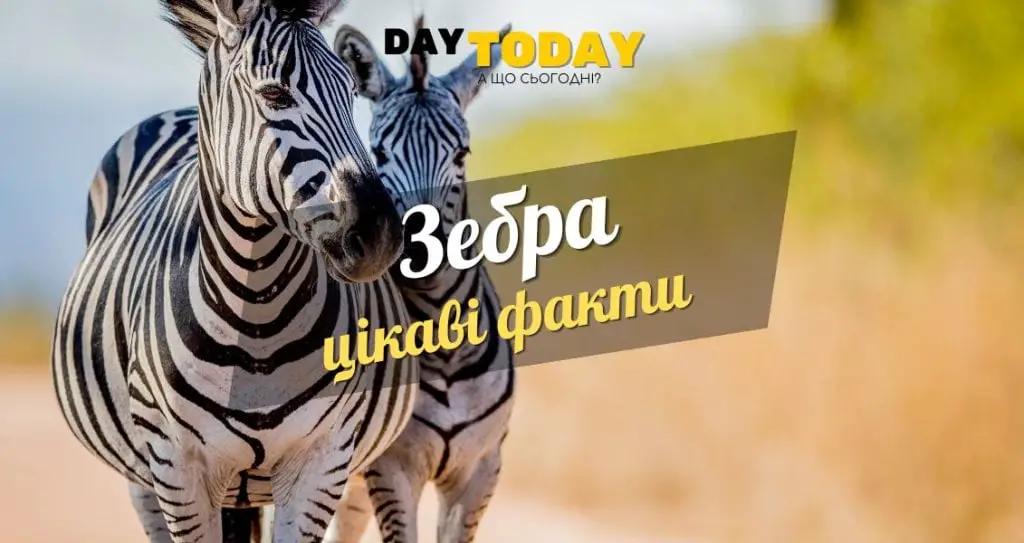 Цікаві факти про зебру