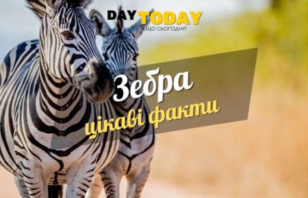 Цікаві факти про зебру