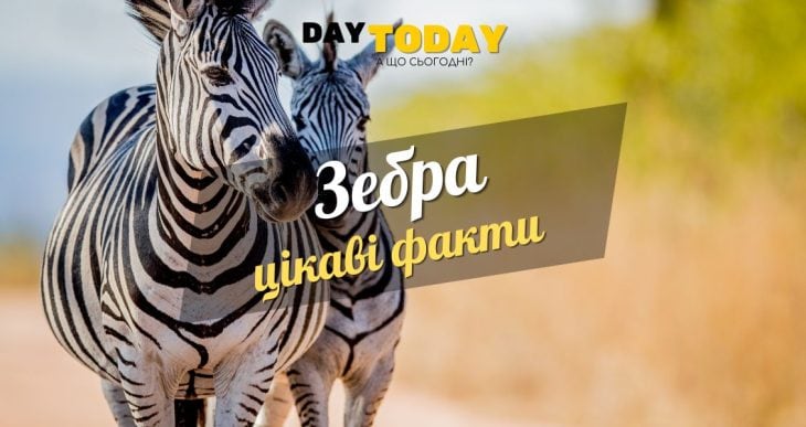 Цікаві факти про зебру