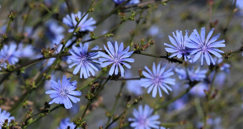 Цикорій
