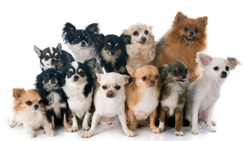 Chihuahuas