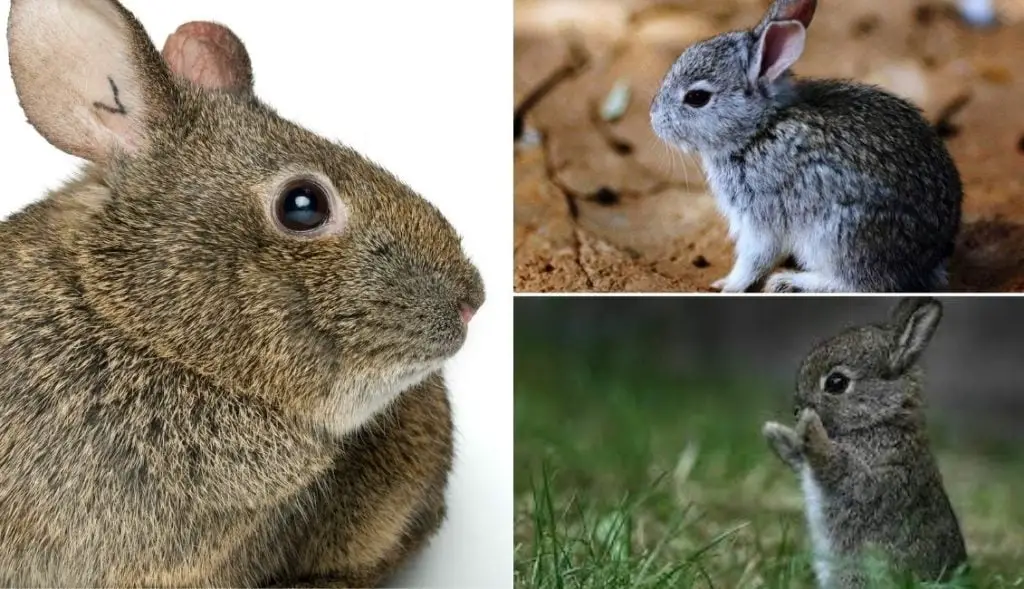 Volcano Rabbit
