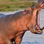 Всесвітній день бегемота
