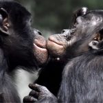 Всесвітній день бонобо