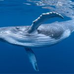 Всесвітній день китів