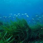 Всесвітній день морської трави