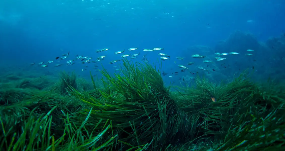 Всесвітній день морської трави