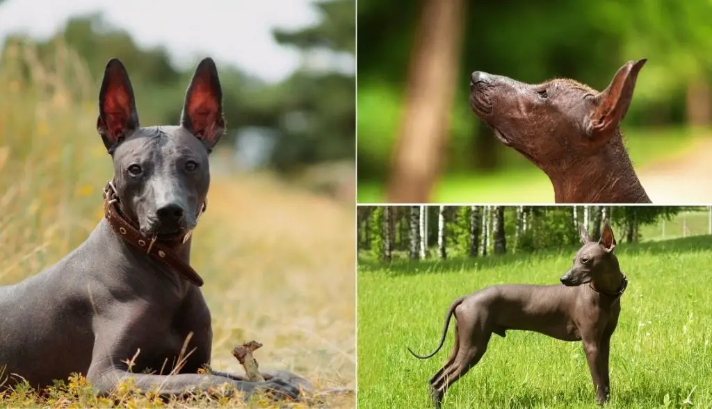 Xoloitzcuintli