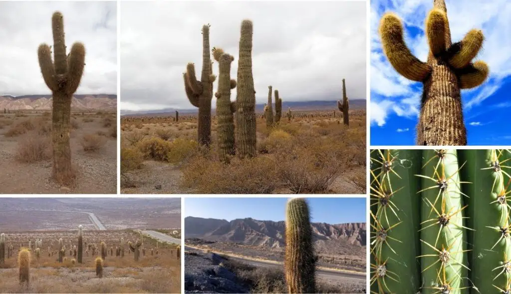 The Cardon Cactus