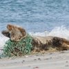 День порятунку морських ссавців