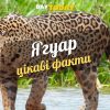 Цікаві факти про ягуара