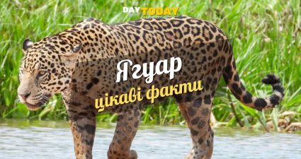 Ходімо далі? Наступна стаття