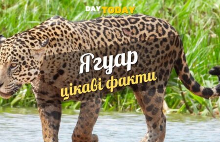 Цікаві факти про ягуара
