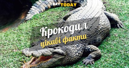 Ходімо далі? Наступна стаття