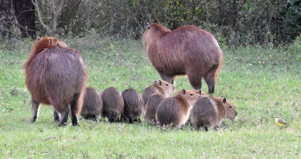 Дорослі капібари з дитинчатами