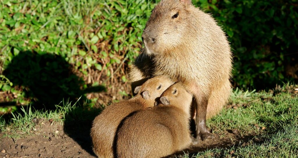 Капібара годує дитинчат