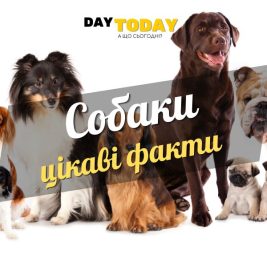 Цікаві факти про собак