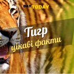 Цікаві факти про тигрів