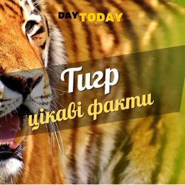 Цікаві факти про тигрів