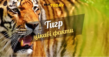 Ходімо далі? Наступна стаття