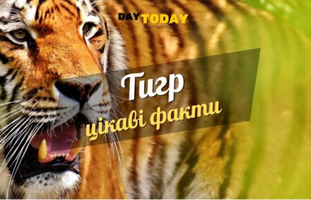 Цікаві факти про тигрів