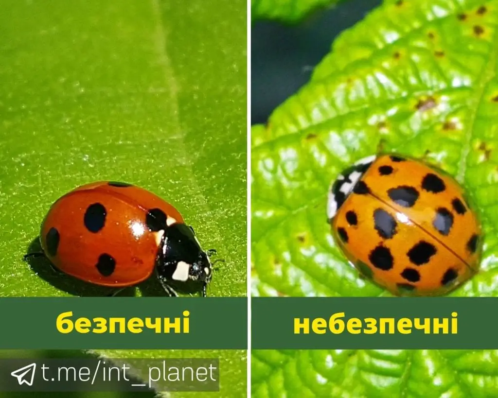 сонечко-арлекін