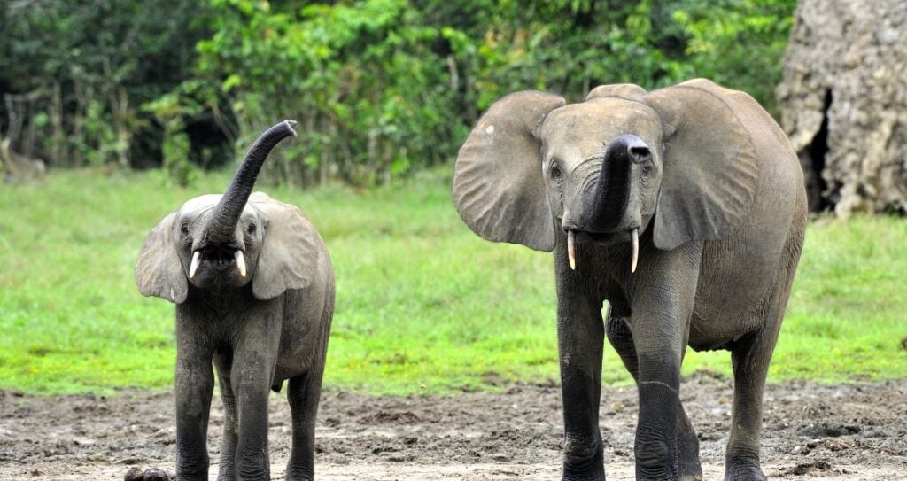 Африканський лісовий слон