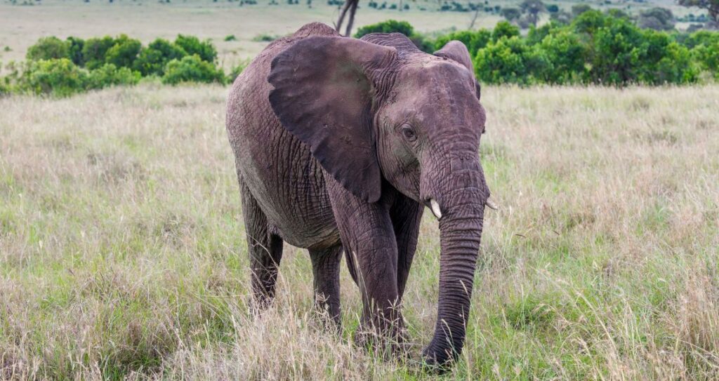 Африканський саванний слон
