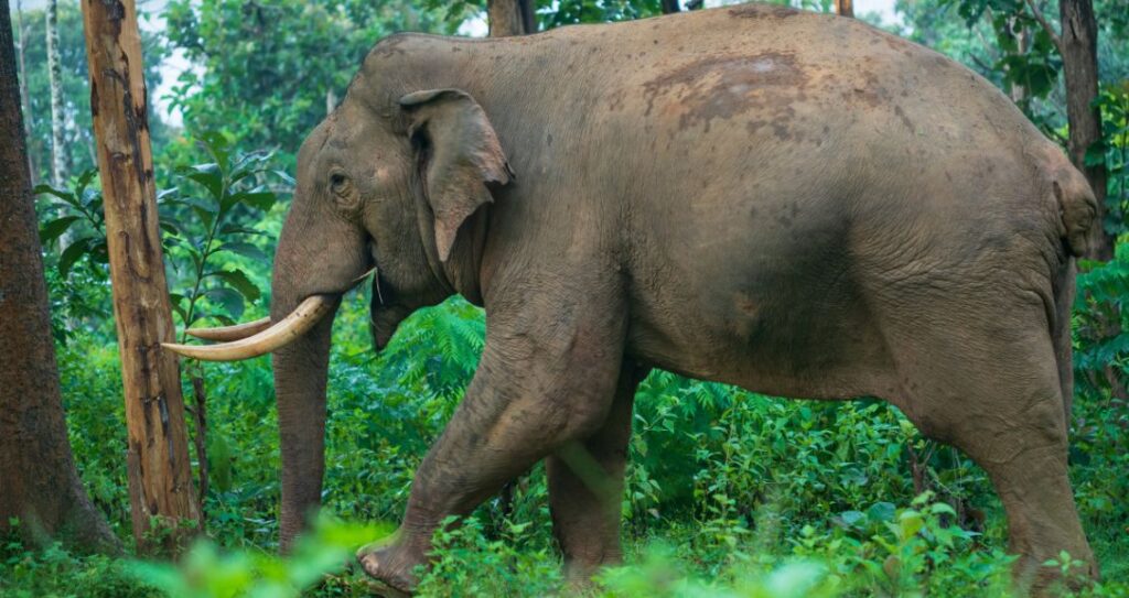 Азійський слон