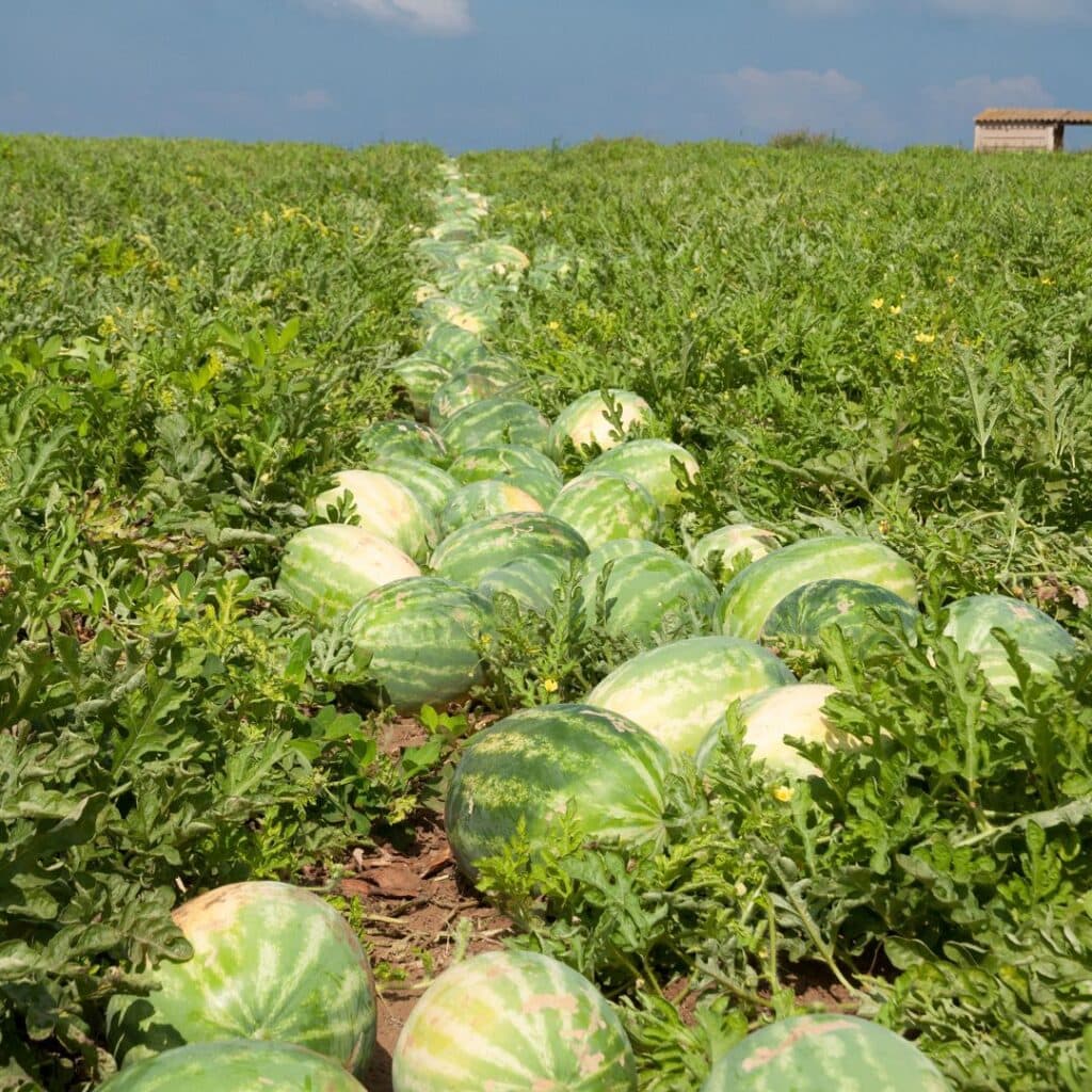 Баштан - кавунове поле