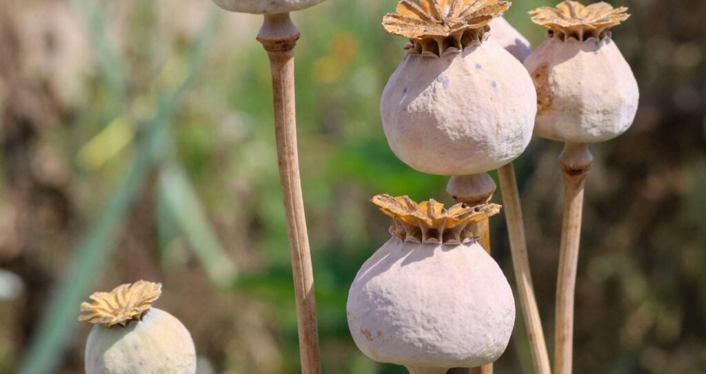 Коробочки з насінням маку