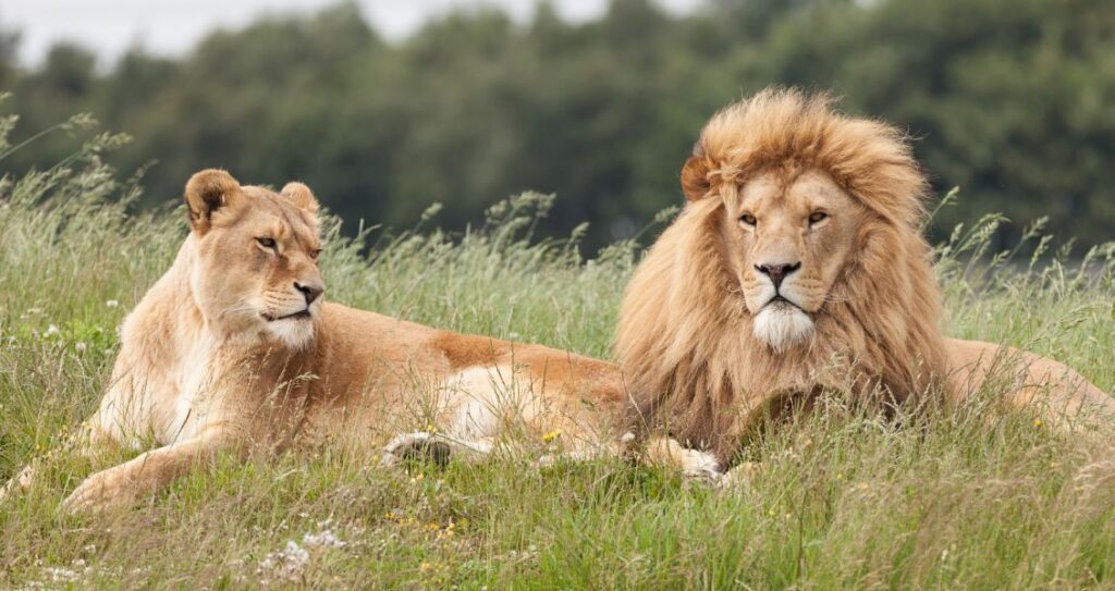 Лев і левиця