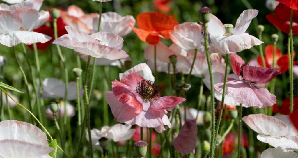 Різновиди маку