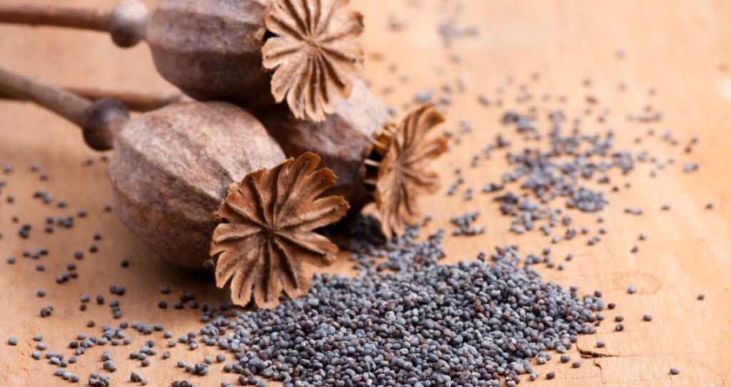 Насіння маку