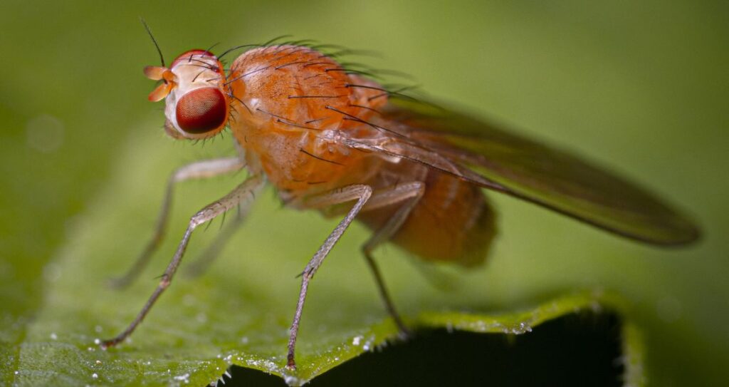 Плодова мушка - дрозофіл